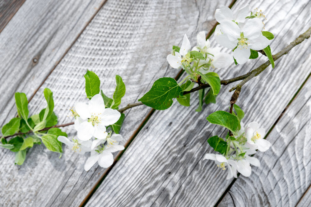 Ein blühender Zweig mit weißen Blumen auf hölzernem Hintergrund der Terrasse  des Richstein Posthotels.