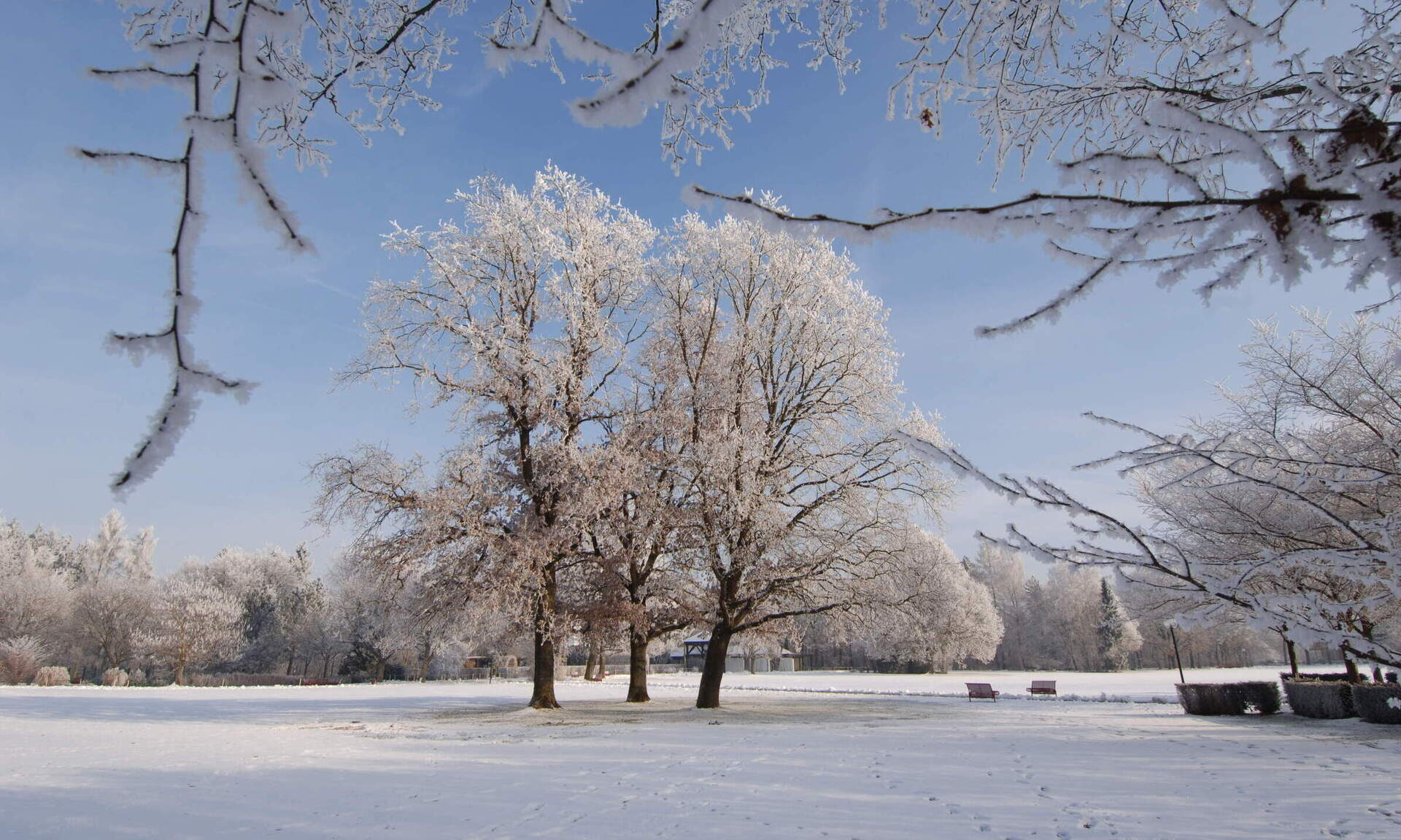 Ein winterlicher Anblick mit Bäumen und einem verschneiten Feld in einem Bad Füssinger Park.